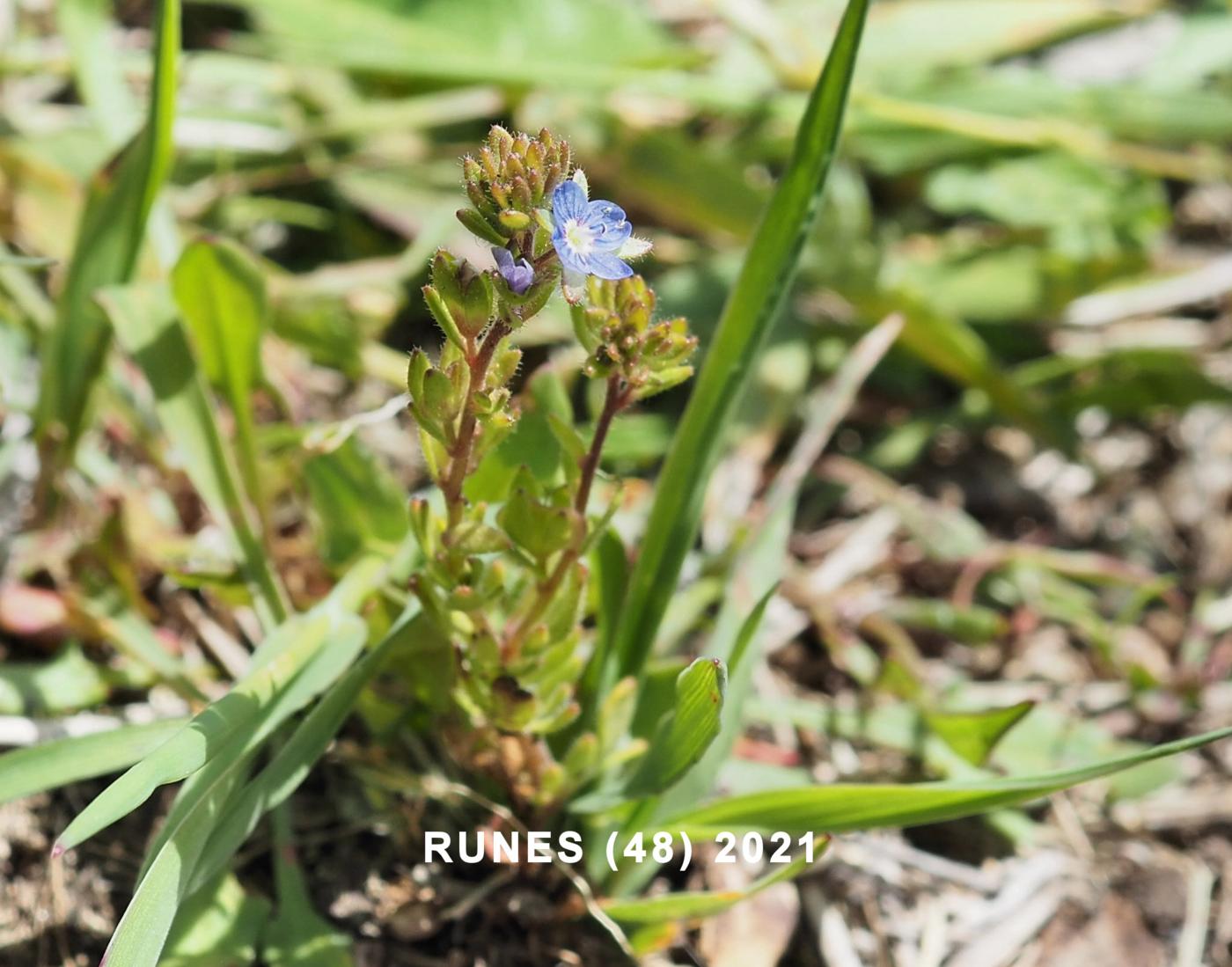 Speedwell, Fingered plant